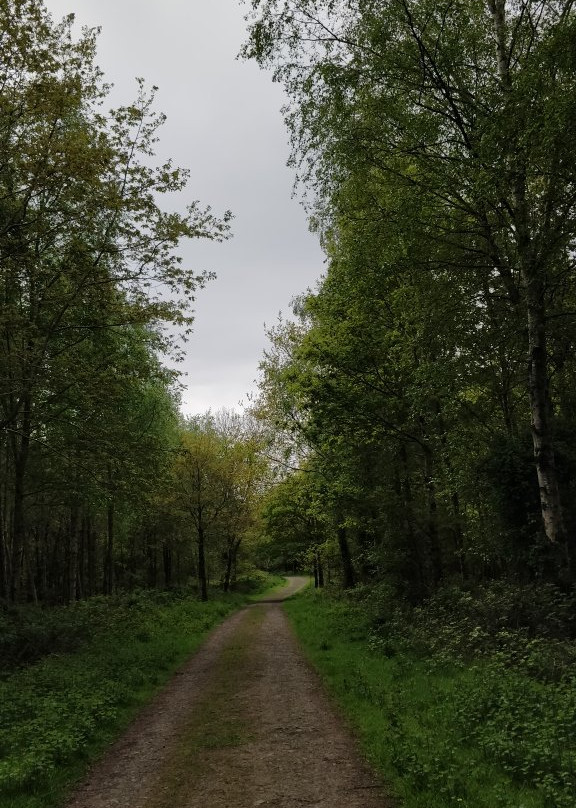 Randalstown Forest Nature Reserve