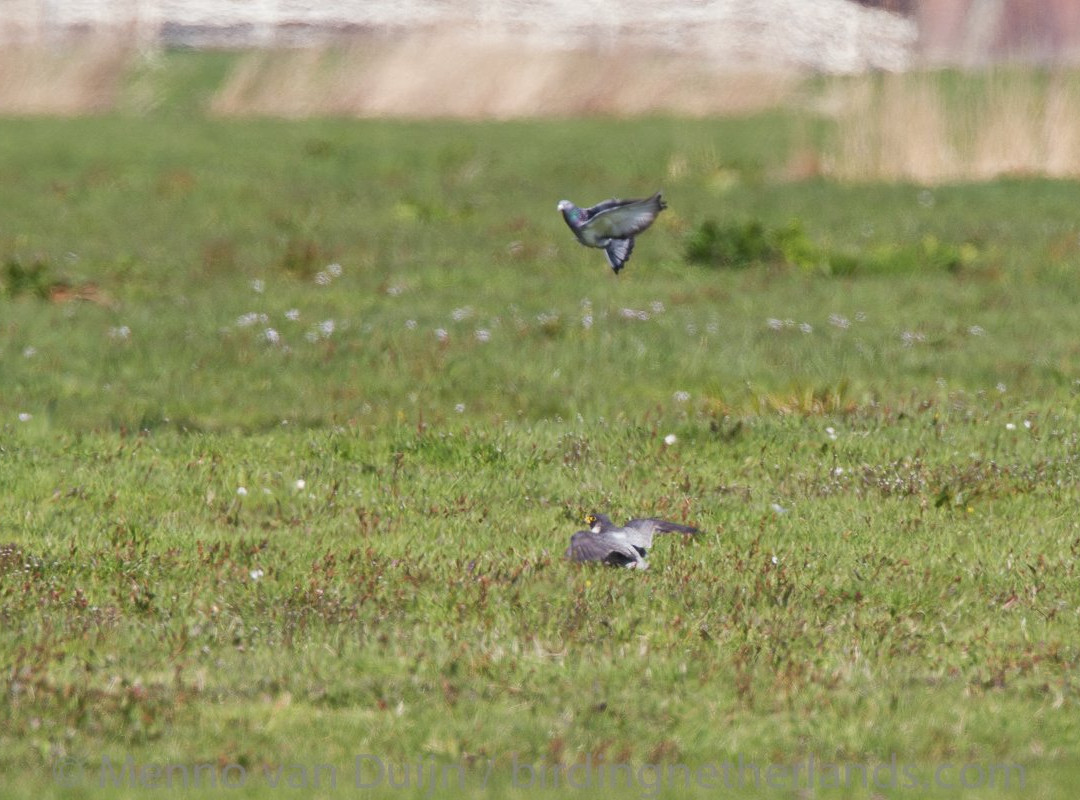 Birding Netherlands景点图片