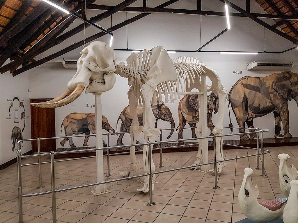 Letaba Elephant Hall景点图片