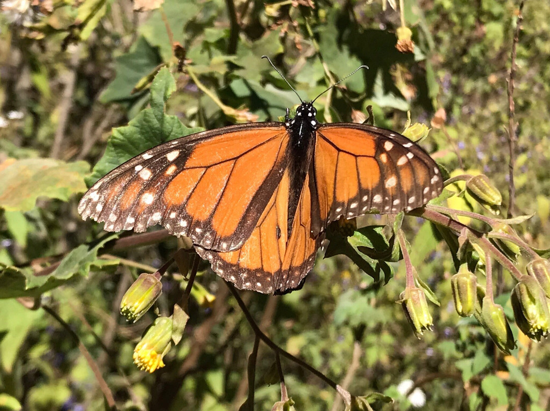 Sierra Chincua Butterfly Sanctuary景点图片