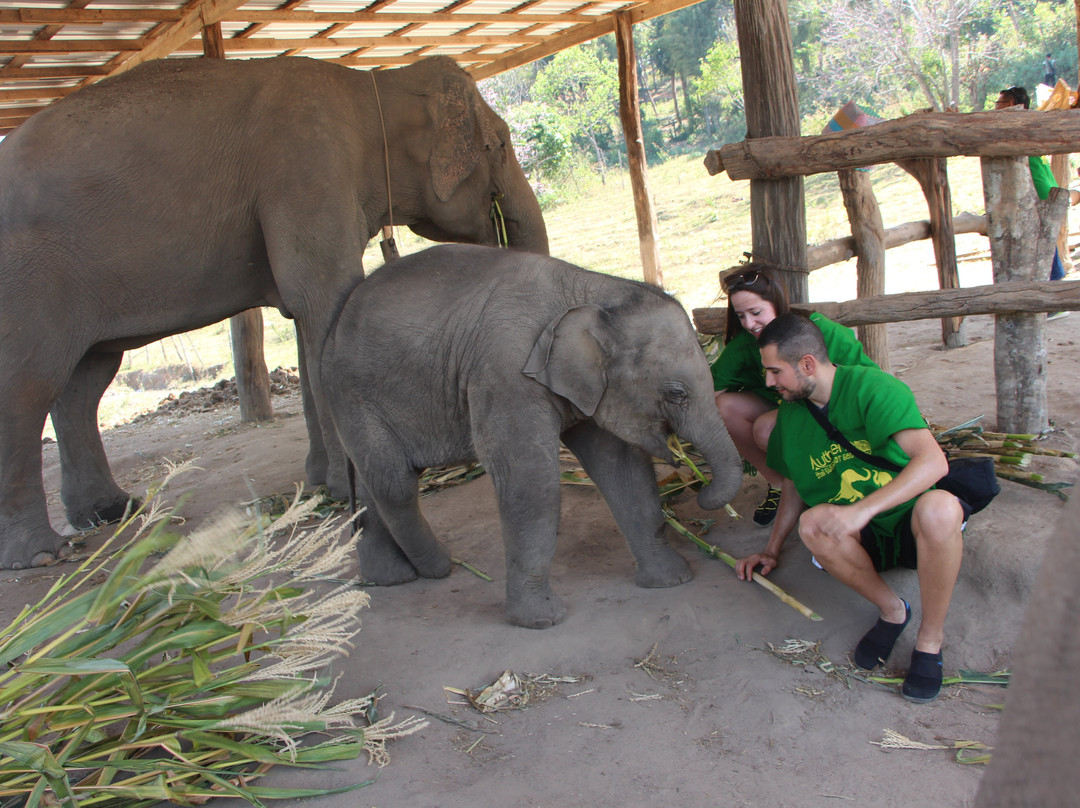 Authentic Thai Elephant Sanctuary景点图片