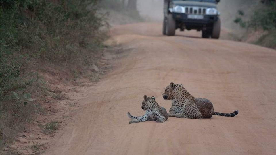 Let's Go Yala-蒂瑟默哈拉默必去景点