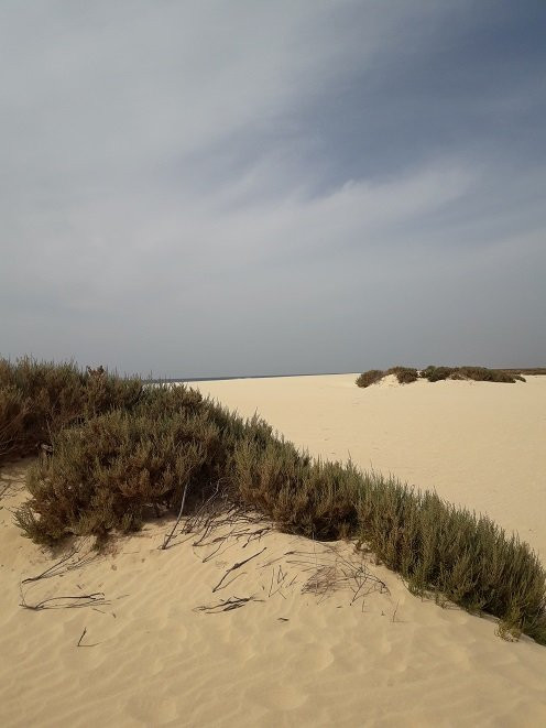 Praia de Santa Monica-博阿维斯塔必去景点