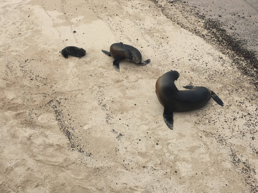 Galapagos Unbound-圣克鲁斯必去景点