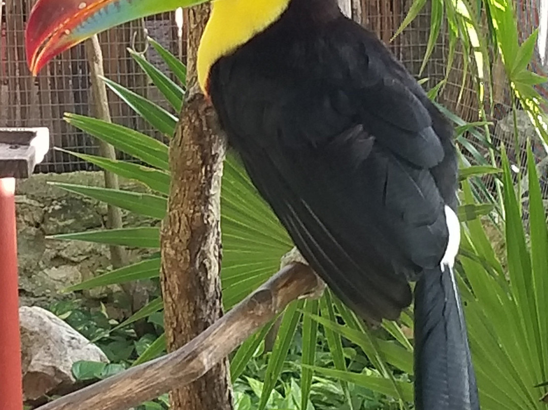 Iberostar Waves Tucán主图