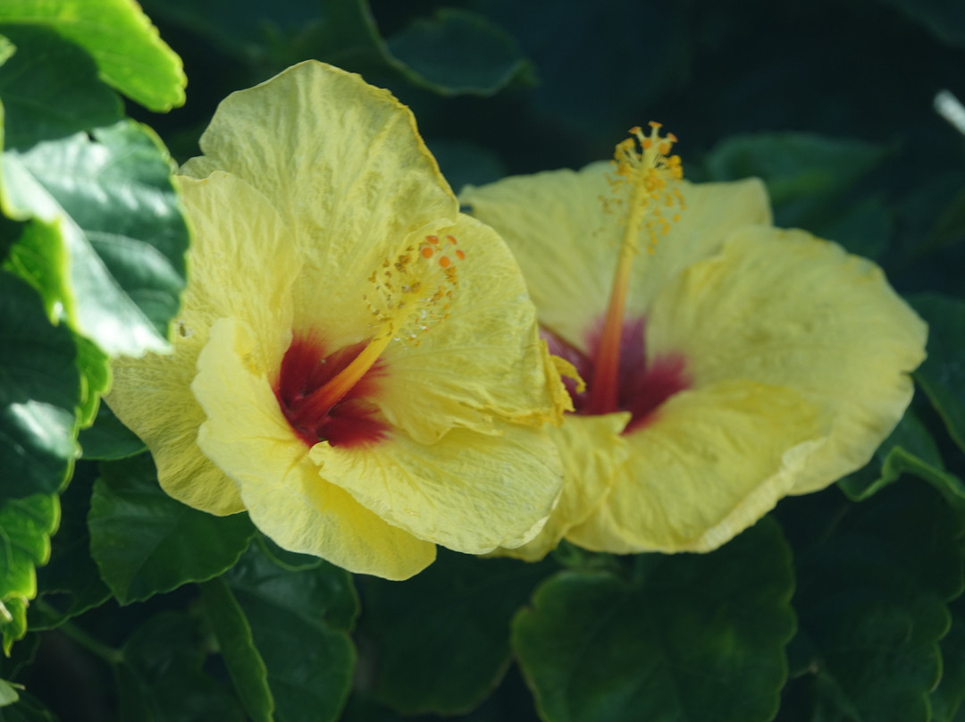 Turnbull Studios & Sculpture Garden-怀露库必去景点