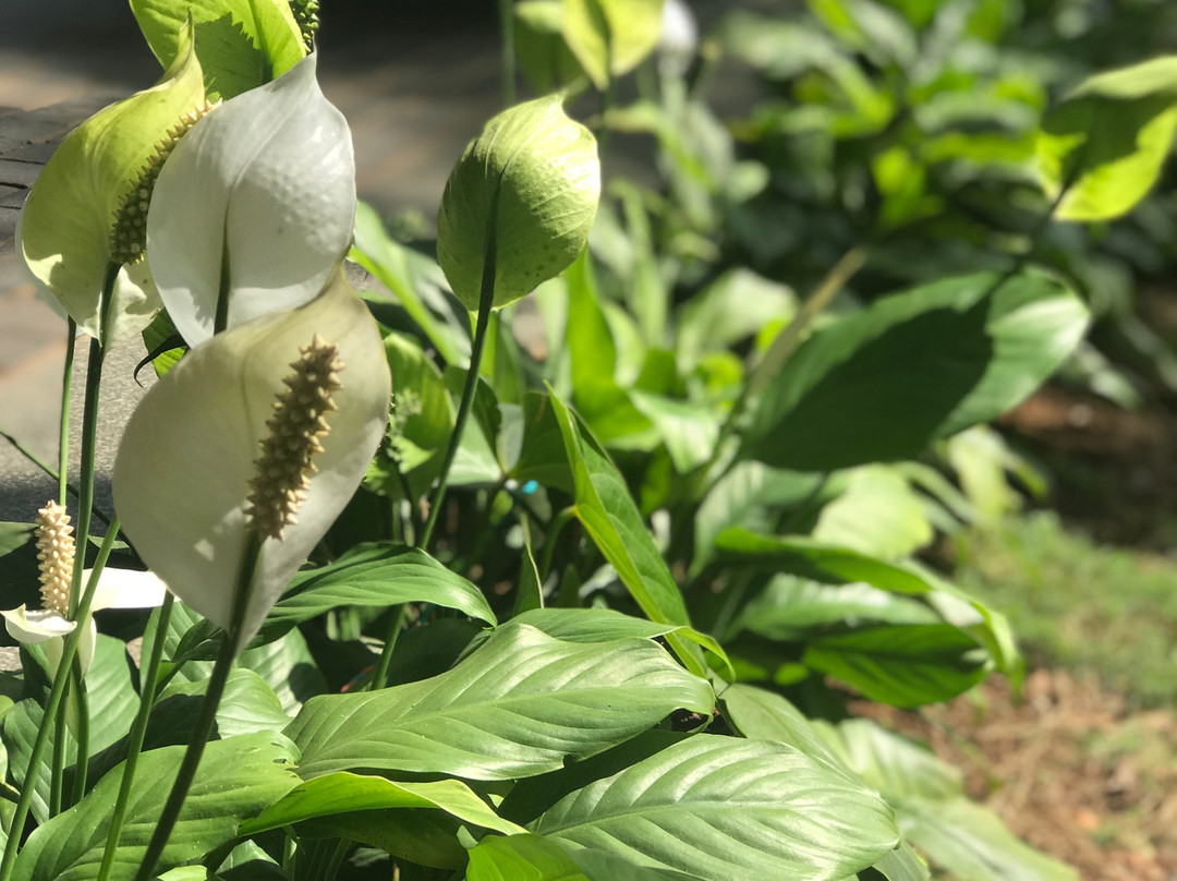 The Windflower Resort & Spa Vythiri主图