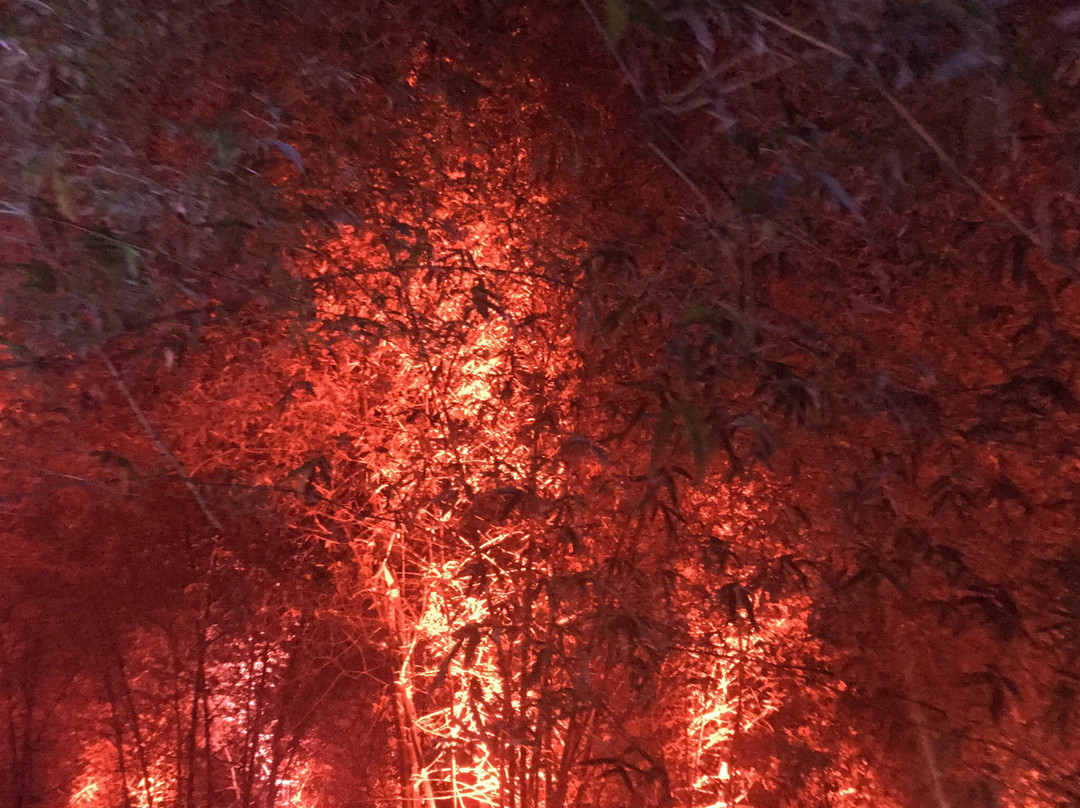 Bambusetum Park-Ligao必去景点