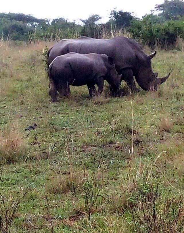 Ol Pejeta Conservancy景点图片