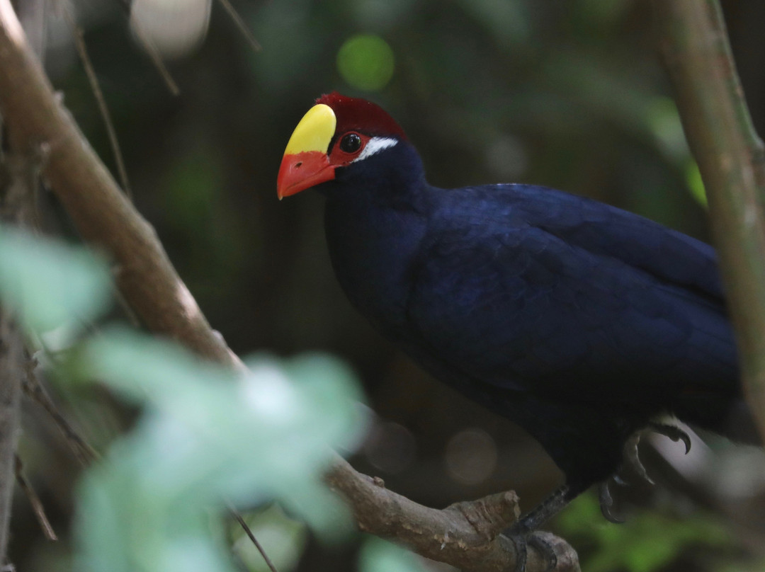 Turaco Birdwatching and Expedition Tours景点图片