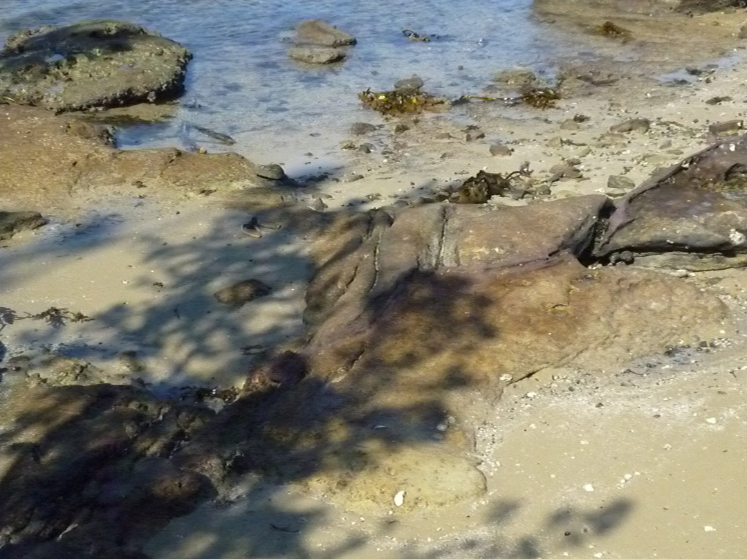 鲨鱼岛-悉尼必去景点