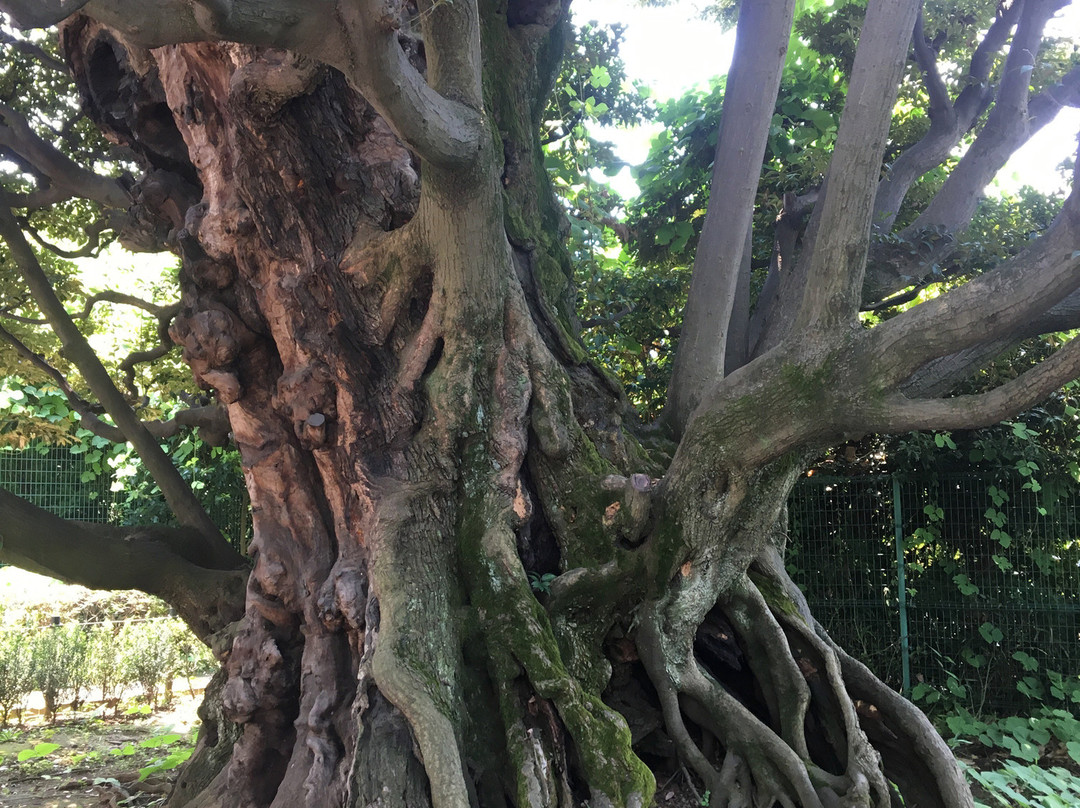 Shi Tree of the Former Hosokawa Residence-Takanawa必去景点