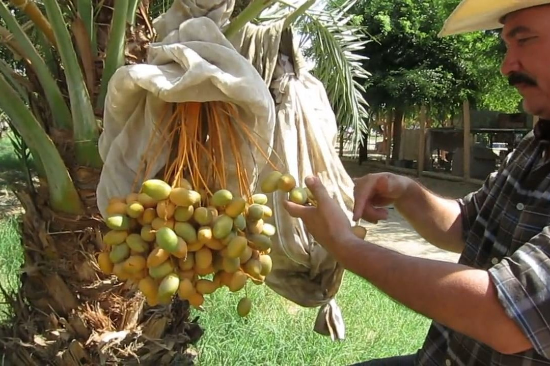 The Bautista Family Organic Date Ranch-Mecca必去景点