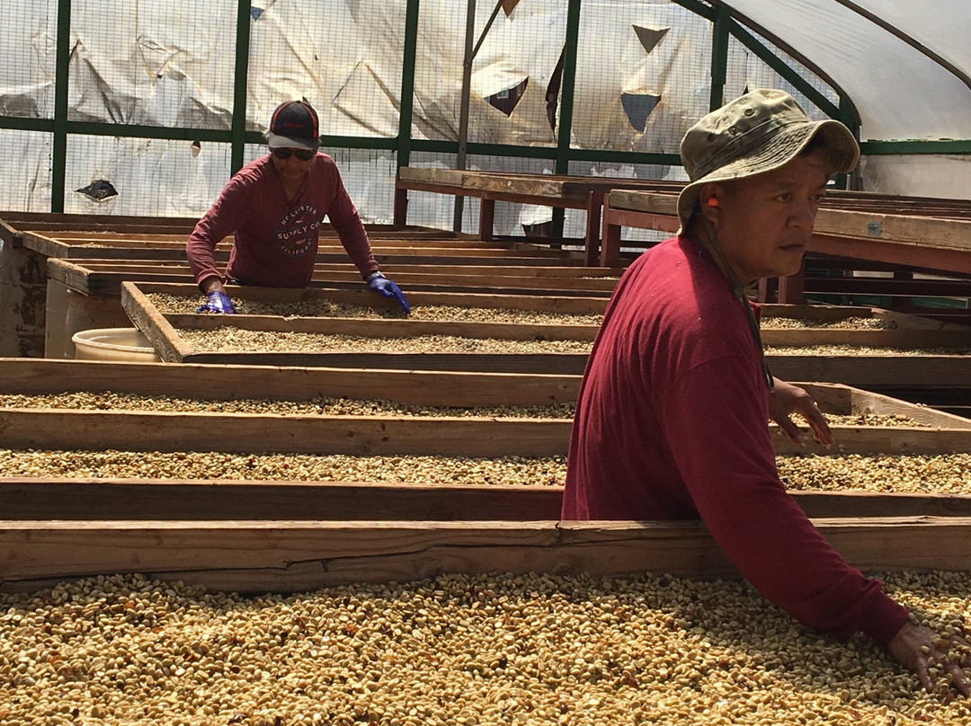 Hawaii Eats Food Tours-哈乌乌拉必去景点