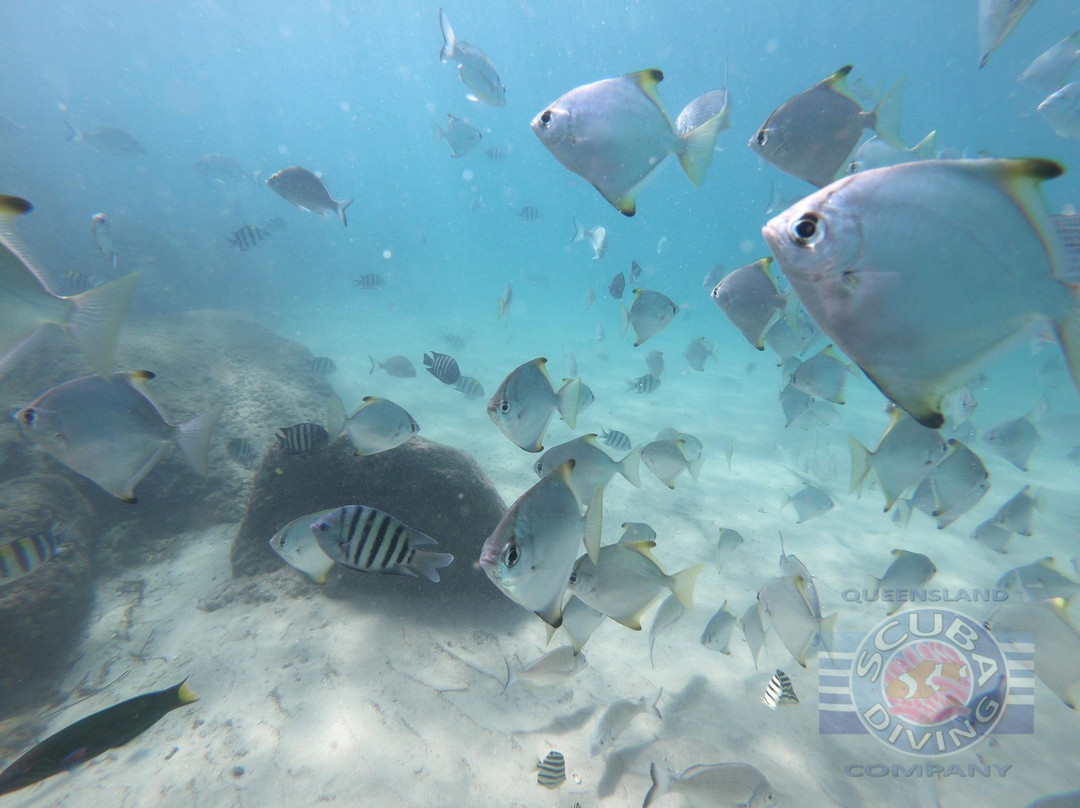 Queensland Scuba Diving Company景点图片
