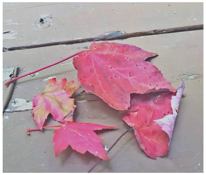 Mississagi Provincial Park-Elliot Lake必去景点