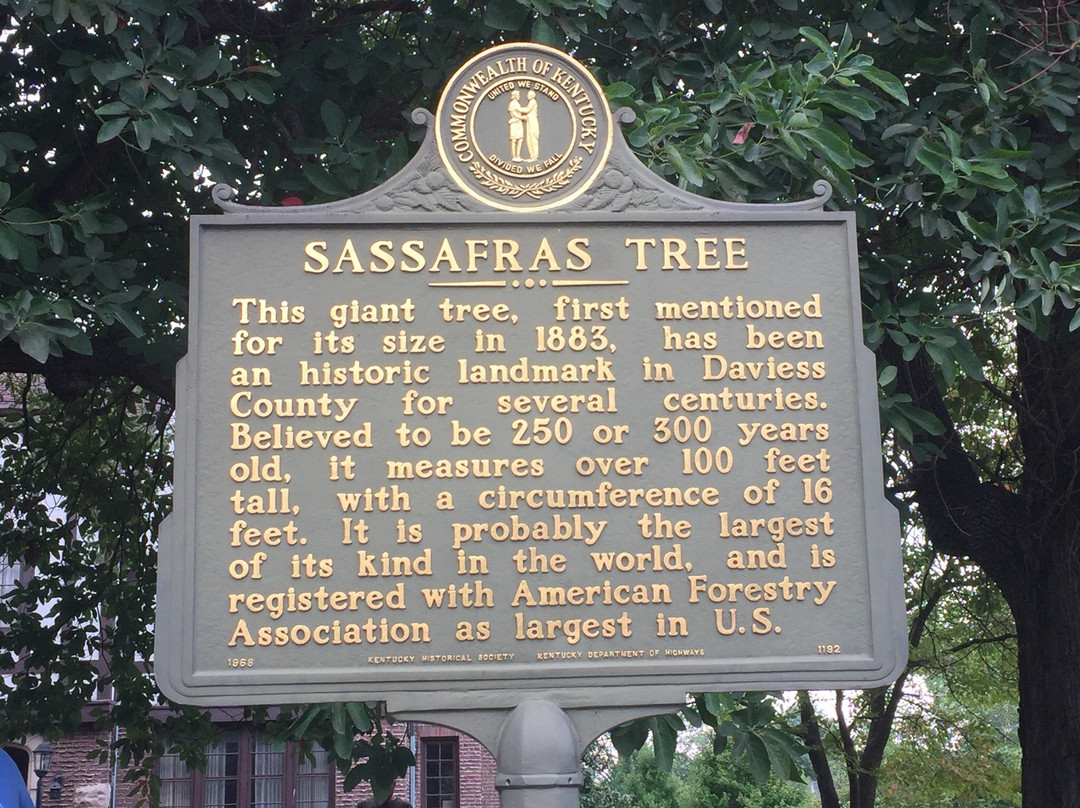 World's Largest Sassafras Tree景点图片