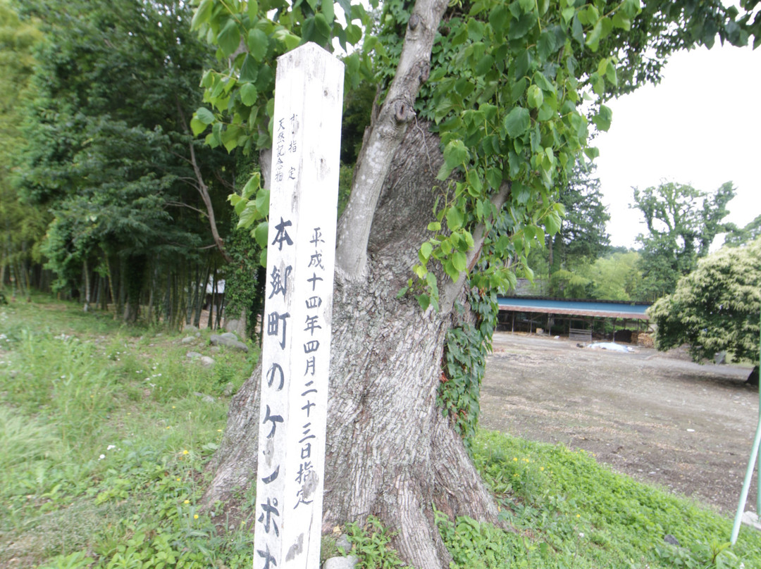 Hongocho Kenponashi-那须盐原市必去景点