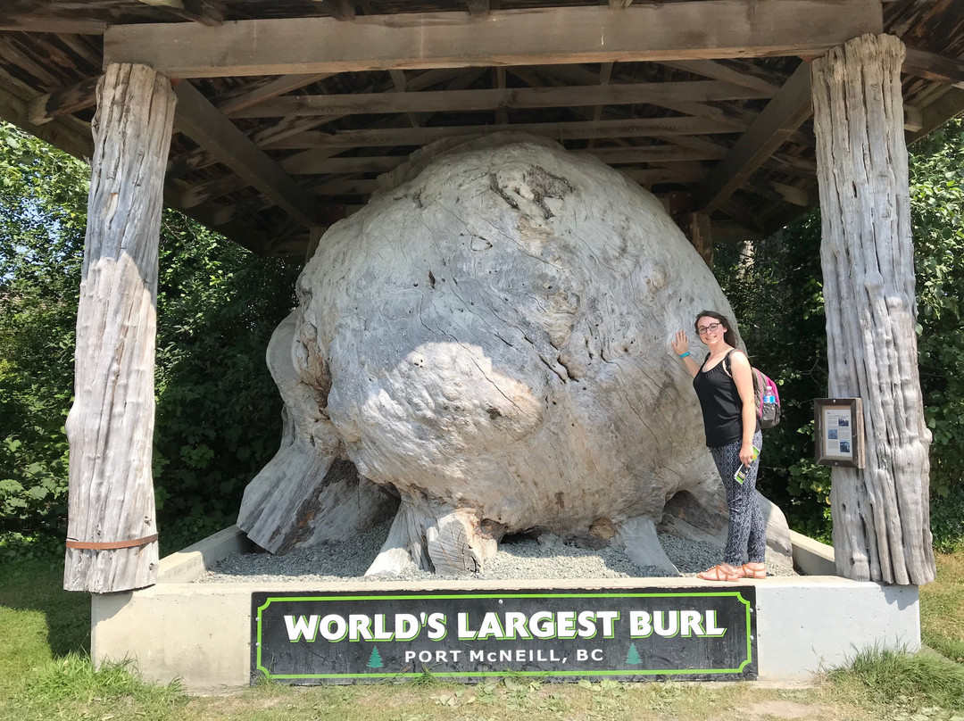 World 's largest Burl景点图片