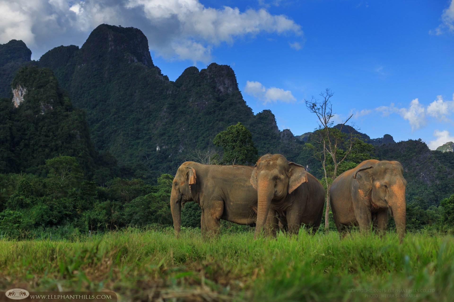Elephant Hills-官方