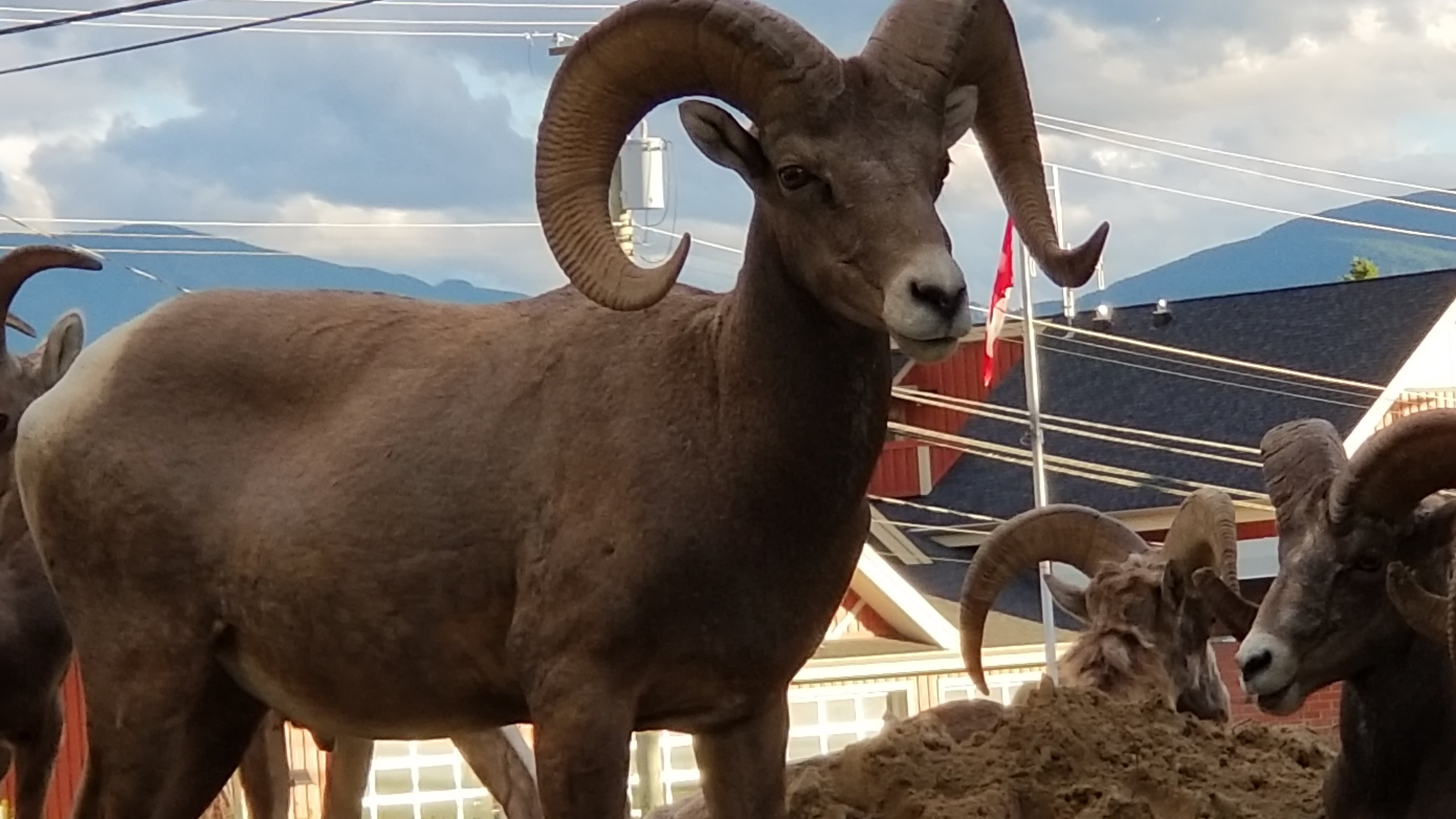 Celadon Lodge-官方