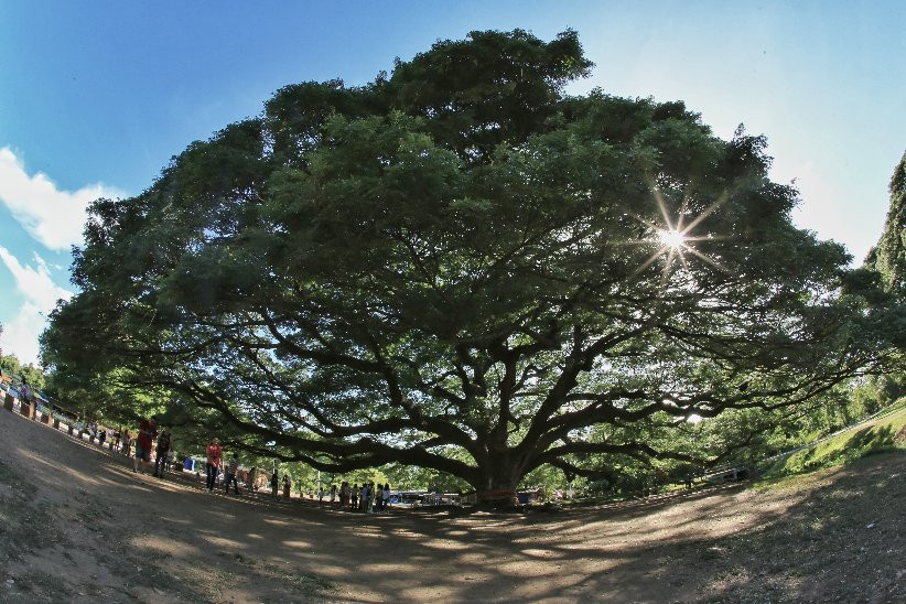 Giant Tree Kanchanaburi景点图片