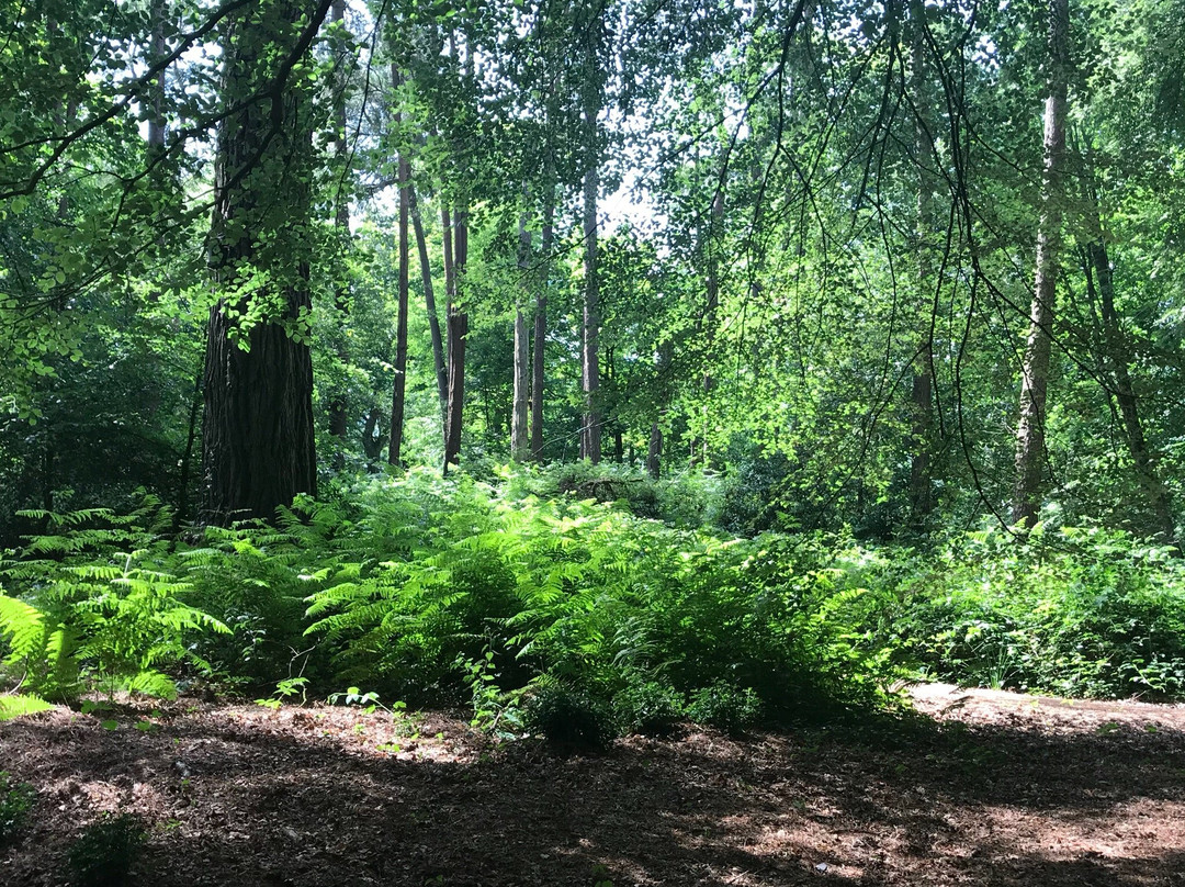 Thorncombe Woods Local Nature Reserve景点图片