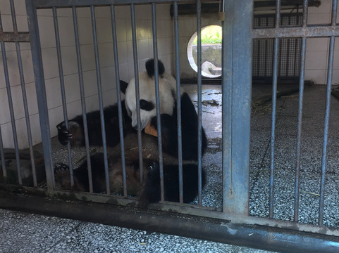 Panda China Go-成都必去景点