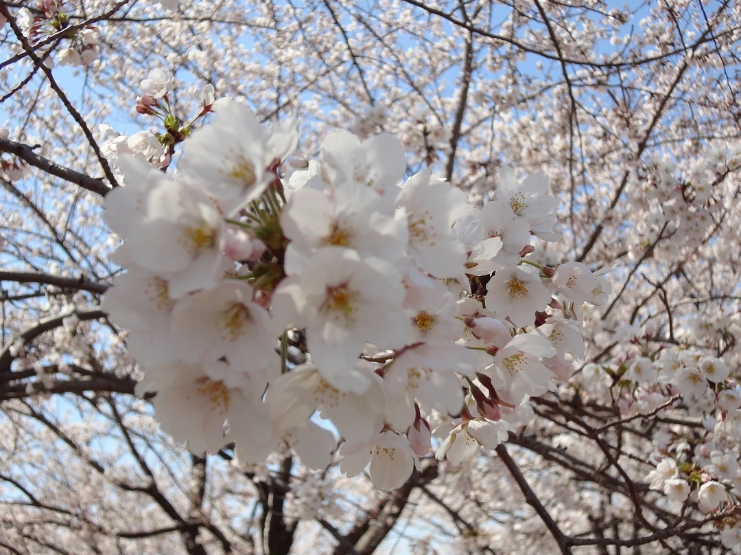 Arakawa Akabane Cherry Blossoms-北区必去景点