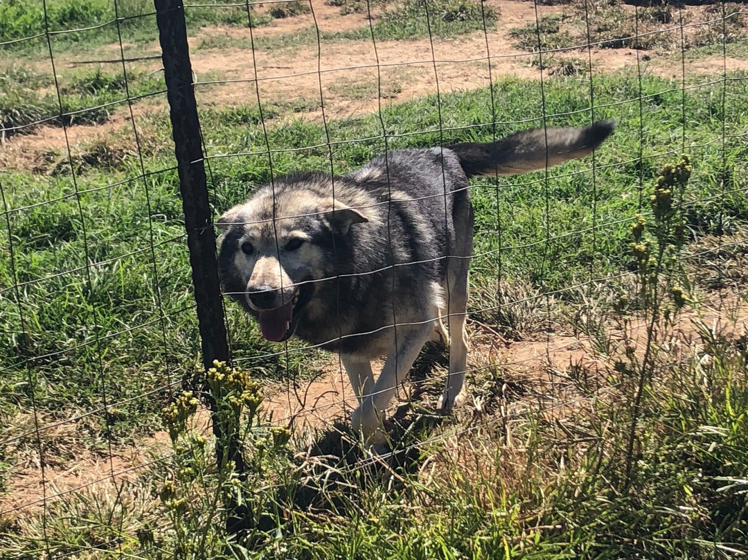 Huskyromi Wolf Sanctuary-伯利恒必去景点