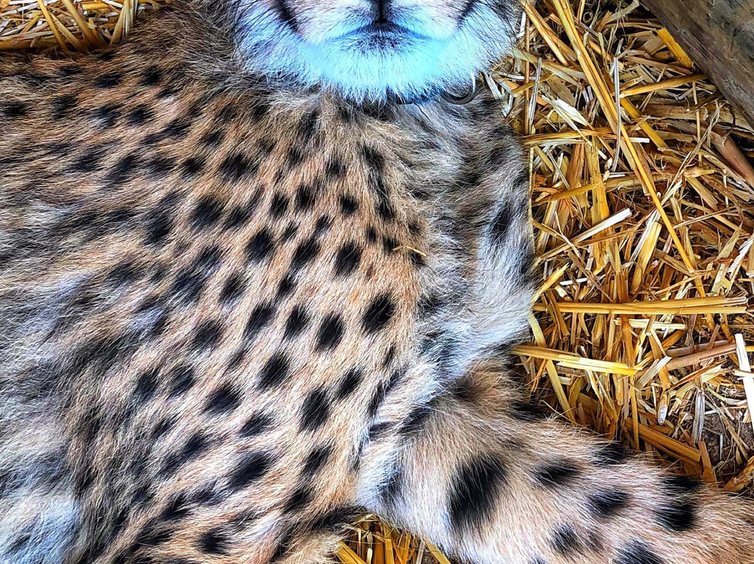 Cheetah Outreach - Somerset West景点图片