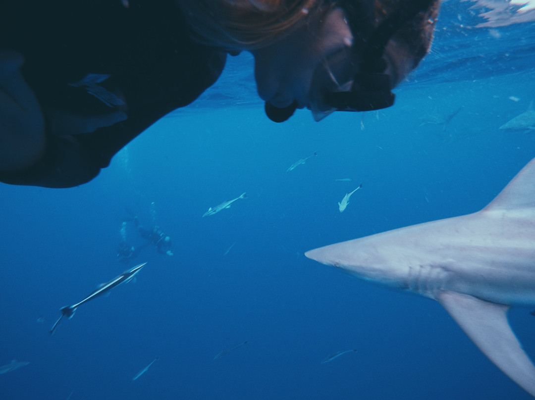 Shark Diving Adventures景点图片