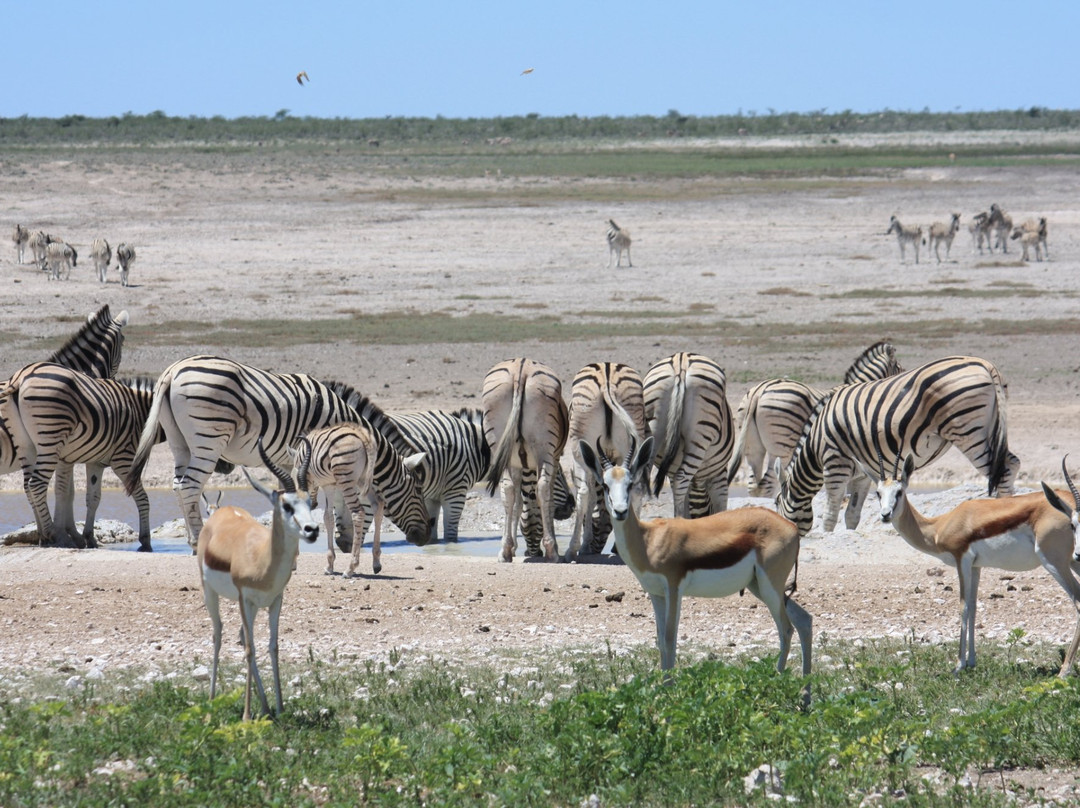 纳米比亚埃托沙国家公园旅游攻略图片