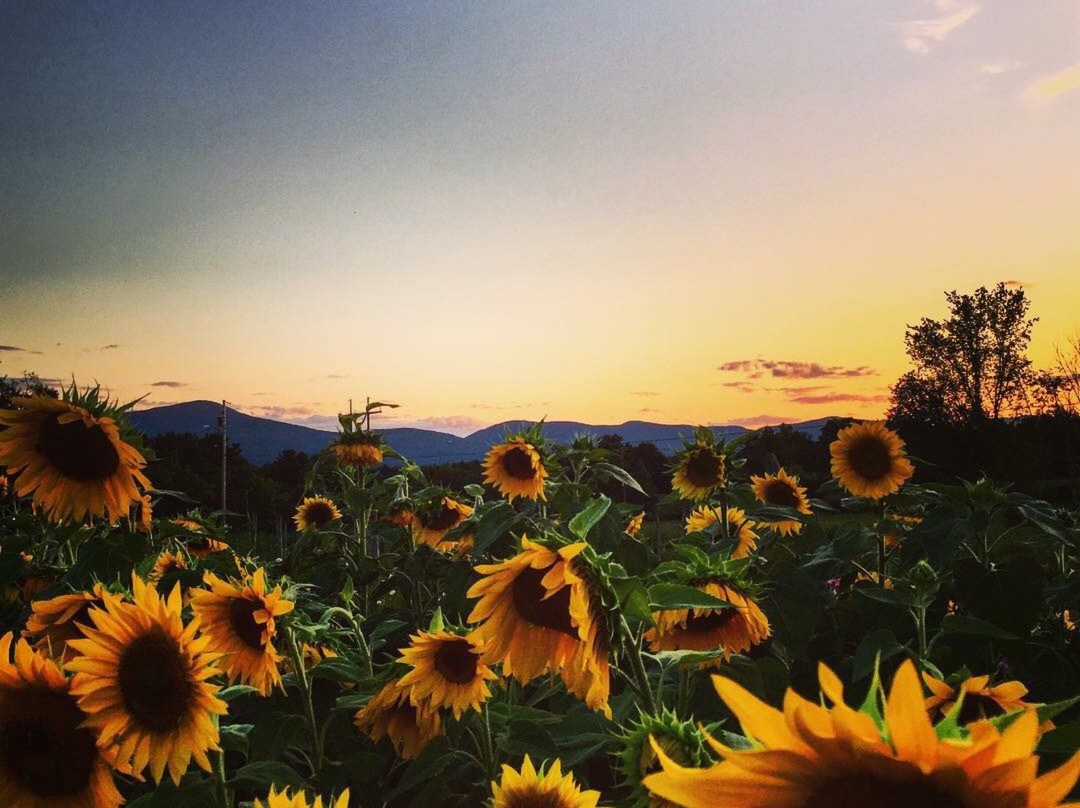 Hollowbrook Inn & Restaurant主图