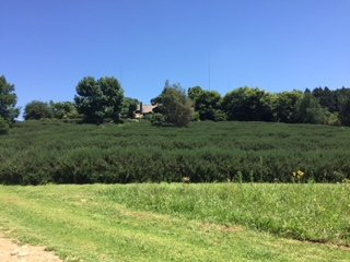 Indigo Fields Farm House and Spa主图