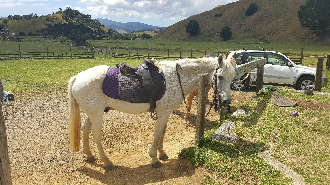 Colville Farm Holidays Horse Trekking-科罗曼德必去景点