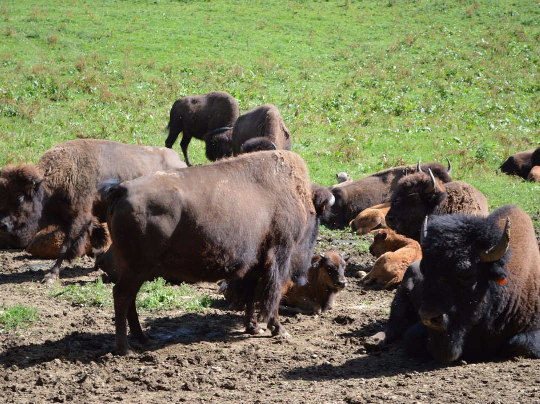 Les Bisons du Sachuron景点图片