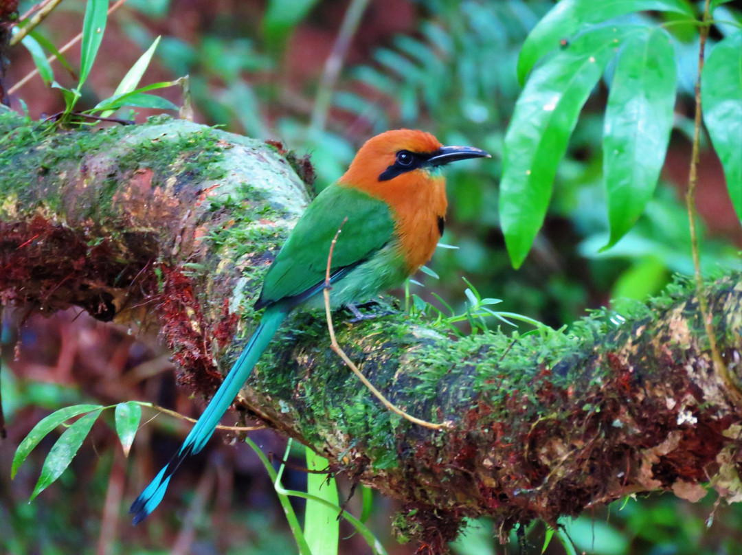 Panama Pipeline Bird Tours景点图片