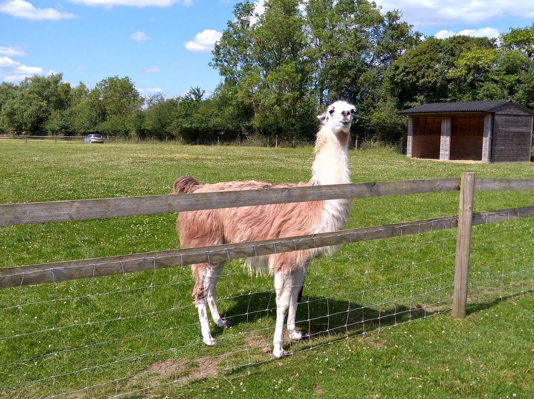 Simply Alpaca景点图片