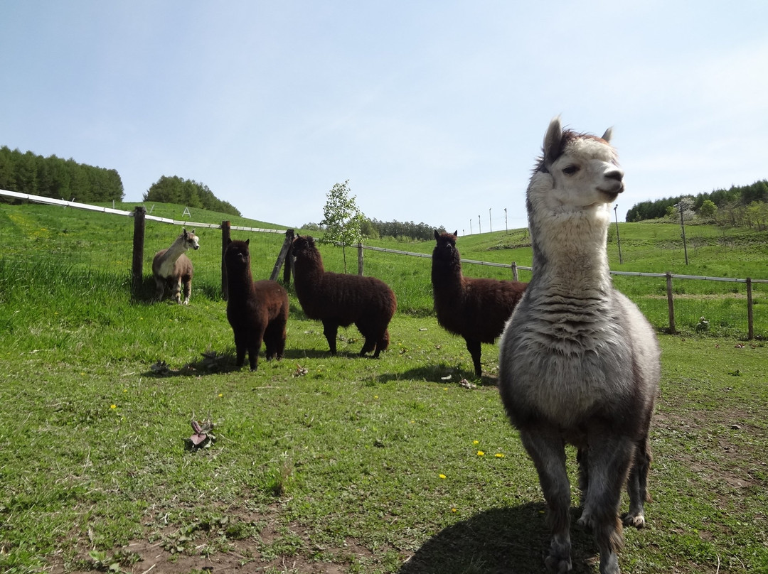 Viva Alpaca Farm-剑渊町必去景点