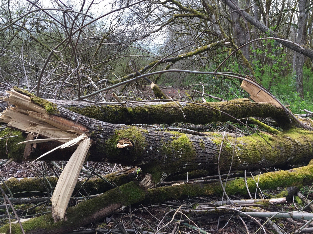 Dorris Ranch-斯普林菲尔德必去景点