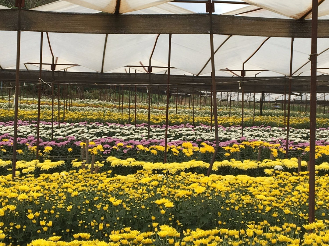 BigTae Garden景点图片