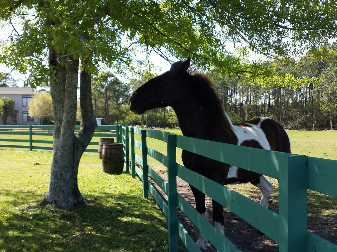 Arnett's Gulfside Trail Rides-圣罗萨海滩必去景点