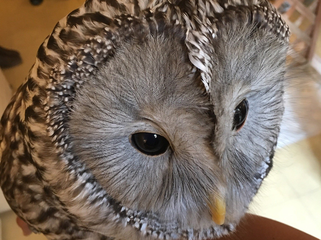 Fukuro no Mise-Tsukishima必去景点