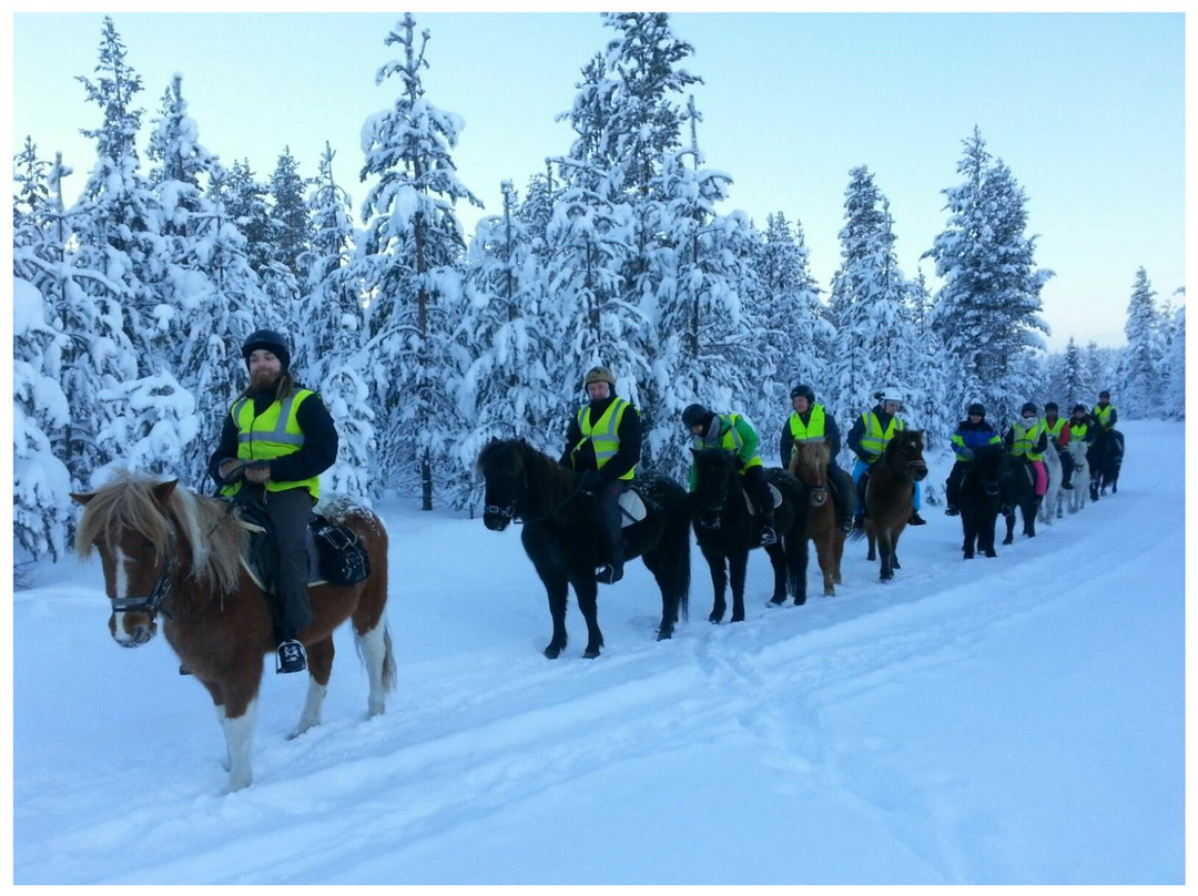 Lapin Saaga Icelandic Horse Stable in Levi