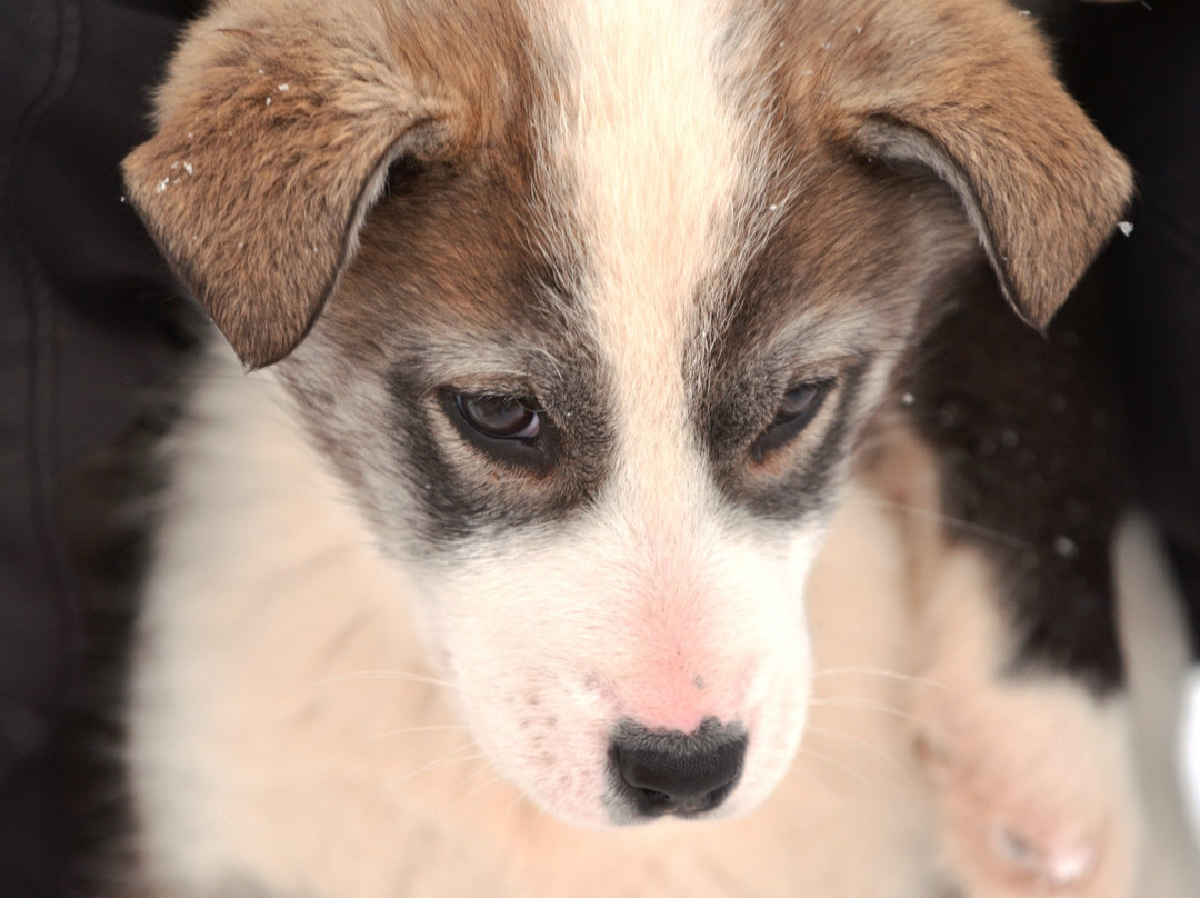 Trapper's Station-朗伊尔城必去景点