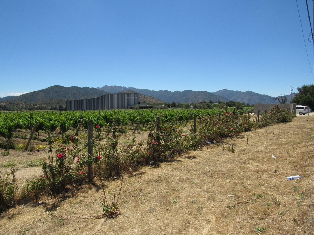 Quintay Vineyards景点图片