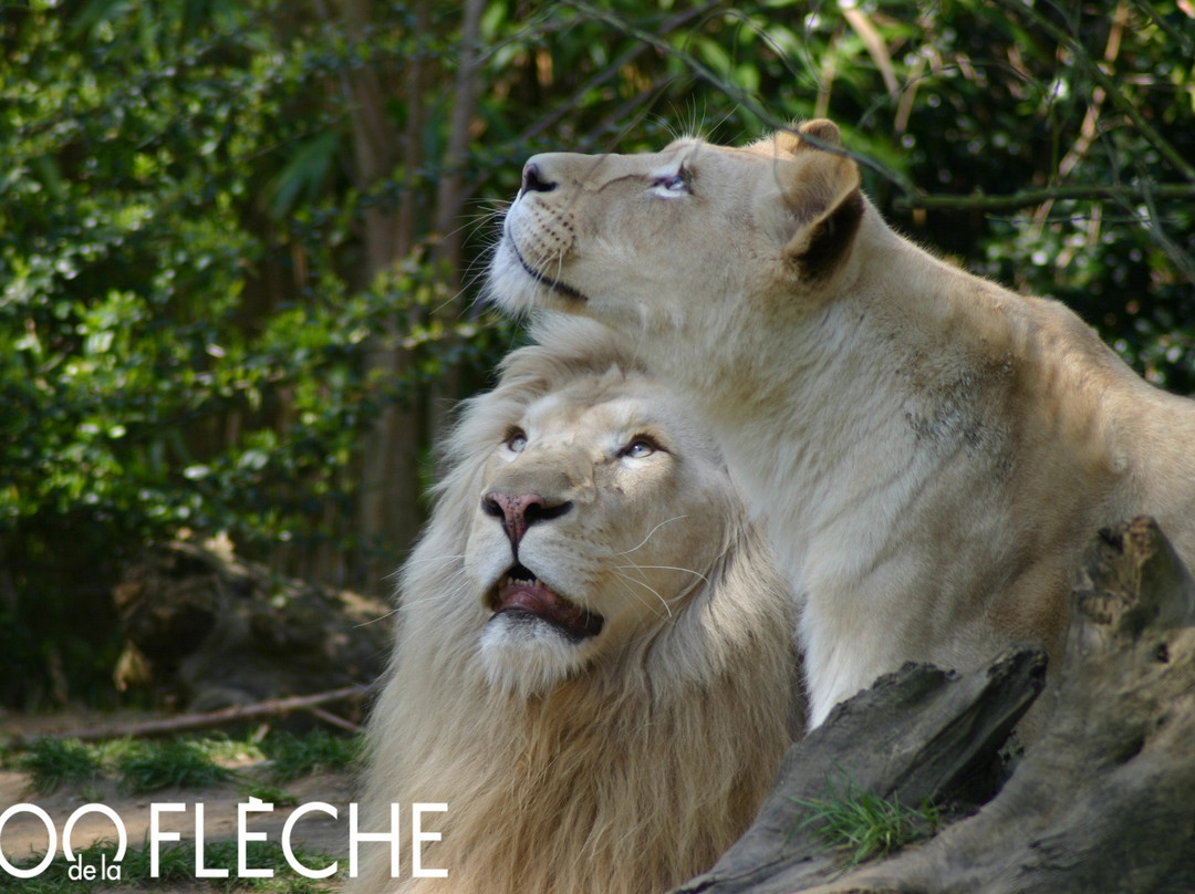 Zoo de La Fleche-La Fleche必去景点