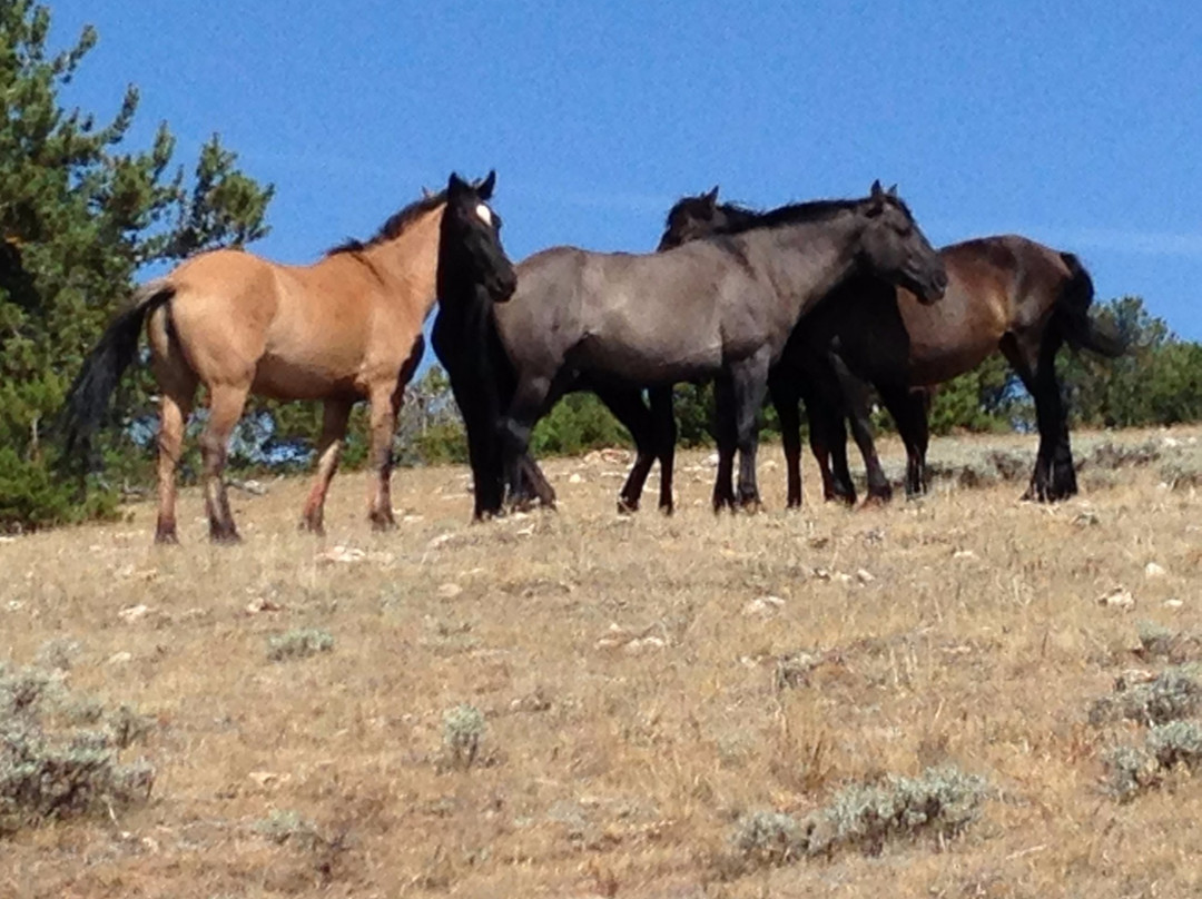 PryorWild Mustang Tours景点图片