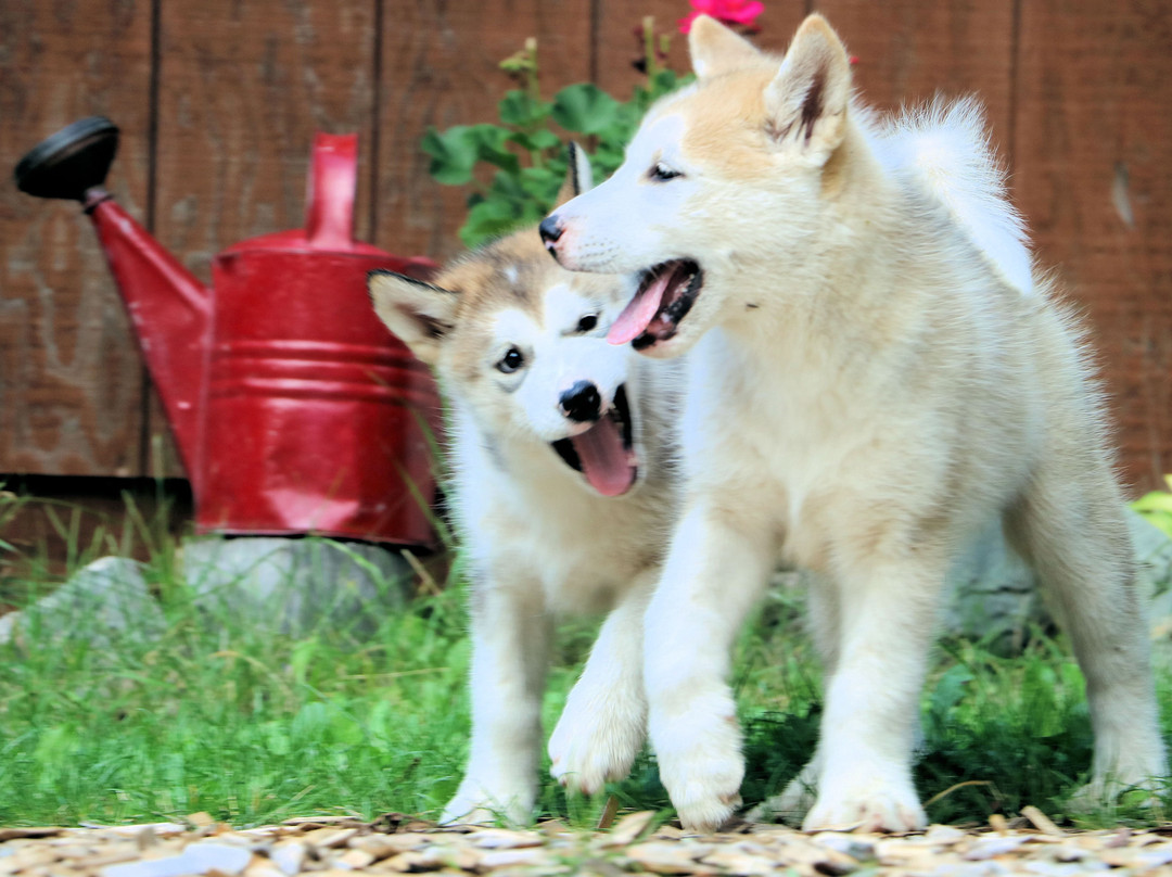 Wintergreen Dogsled Day Trips-伊利必去景点